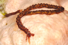 Polyplectana kefersteinii