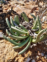 Argyroderma fissum