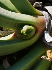 Argyroderma fissum
