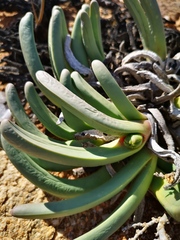 Argyroderma fissum