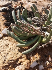 Argyroderma fissum