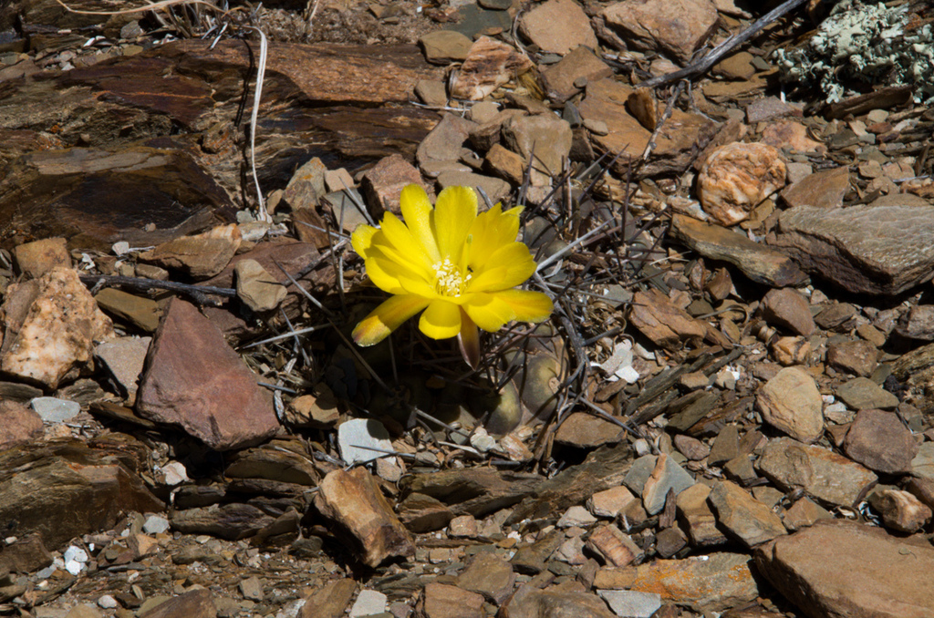 Weingartia neumanniana