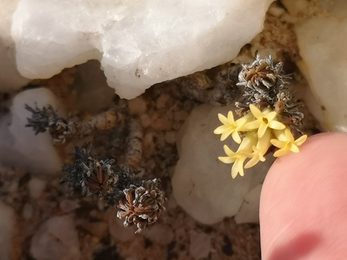 Crassula multiceps