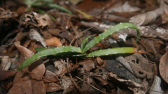 Aloe anivoranoensis image