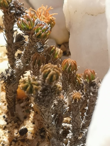 Crassula multiceps