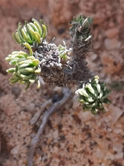 Crassula multiceps