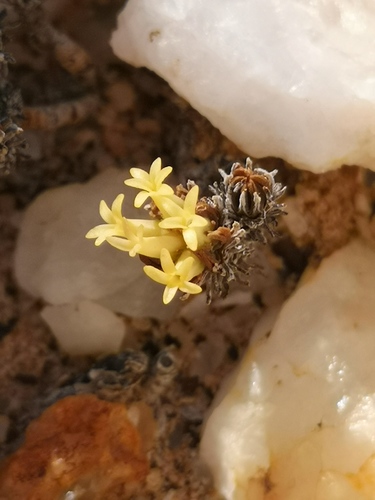 Crassula multiceps