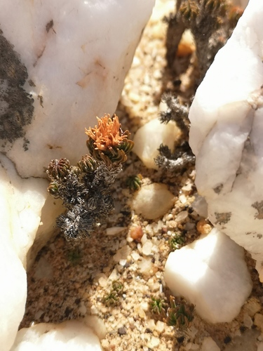 Crassula multiceps
