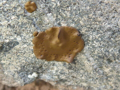 Umbilicaria phaea