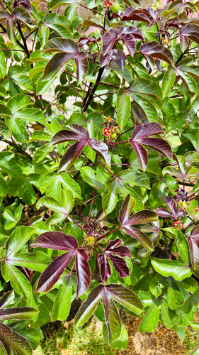 Bellyache Bush