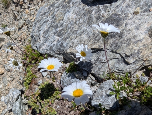Alpine Moon-daisy (Leucanthemopsis alpina)