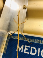 Tropidoderus gracilifemur