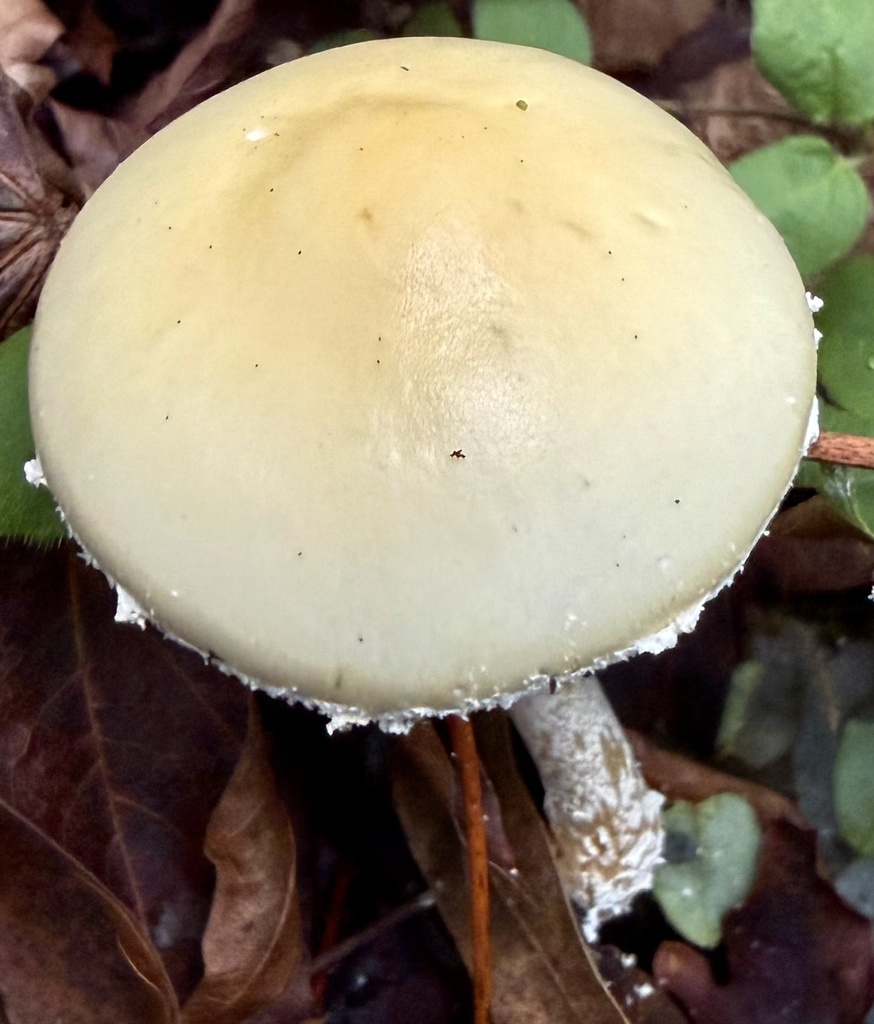 Stropharia ambigua · December 2025 · photo: © hllrnnr (iNaturalist, cc0)