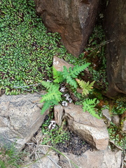 Aleuritopteris argentea