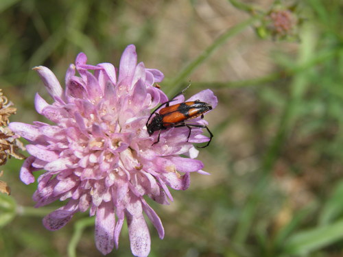 Dvijuostis Grakštenis