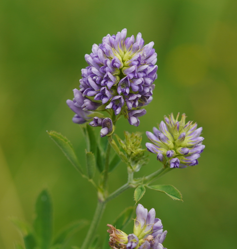 Medicago sativa