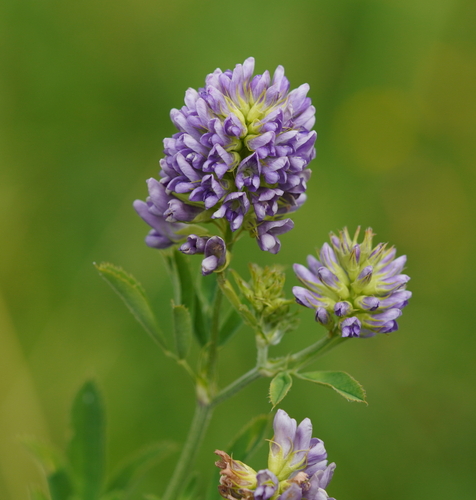 Medicago sativa L.