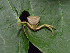 Pistius