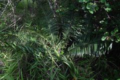 Encephalartos umbeluziensis image