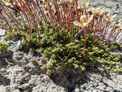 mossy saxifrage (Saxifraga bryoides)