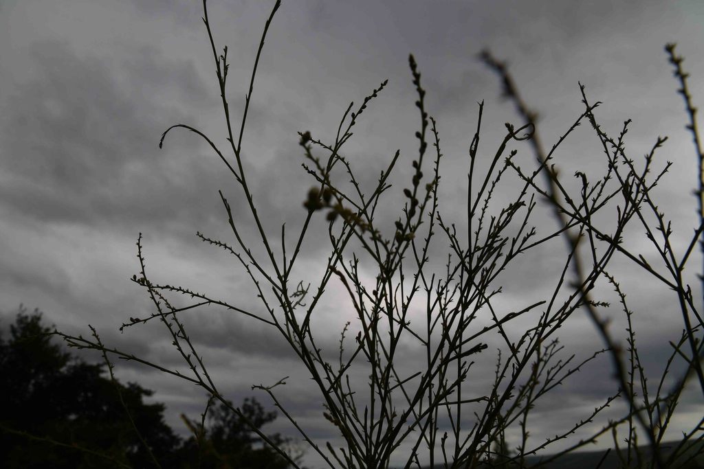 Thesium polygaloides
