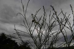 Thesium polygaloides