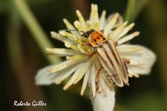 Chauliognathus scriptus