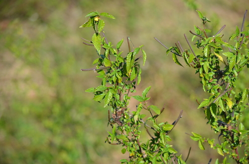 Nalta Jute (Corchorus siliquosus)