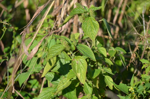 Field Copperleaf (Acalypha arvensis)