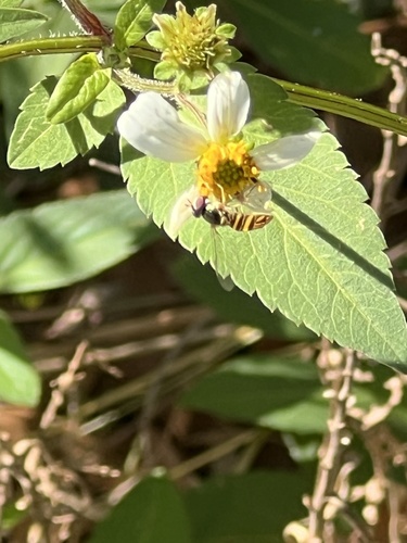 Unknown species found near Memorial Park Conservancy, Houston, TX, US