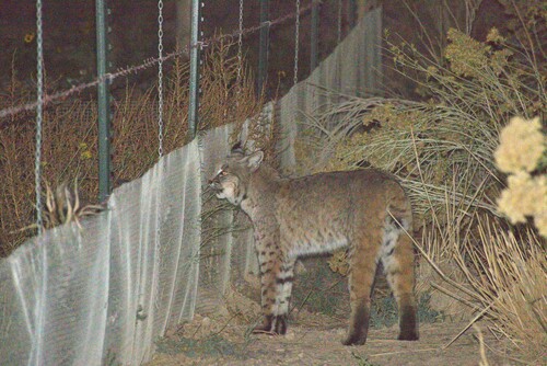 Bobcat photographed in Nevada