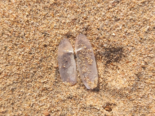 Siliqua pulchella, 2025-12-31