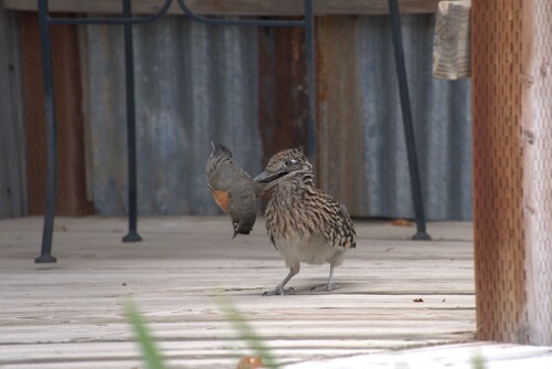 Greater Roadrunner