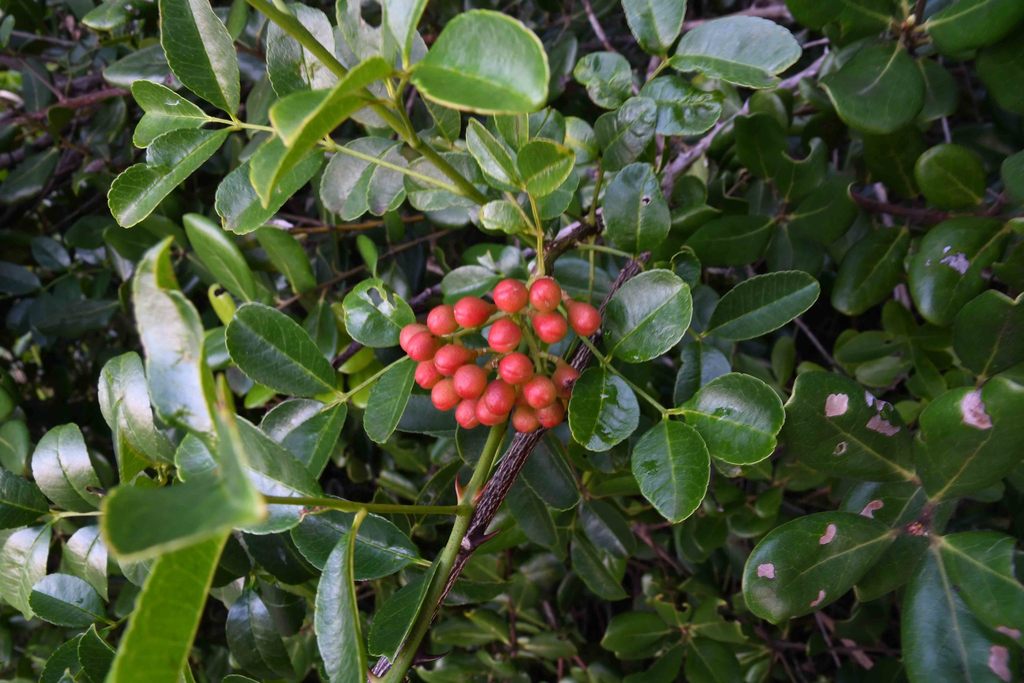 Dune Knobwood
