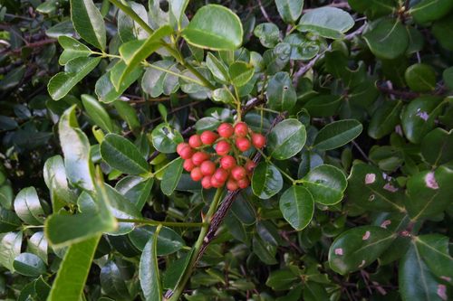 Dune Knobwood (Zanthoxylum delagoense)