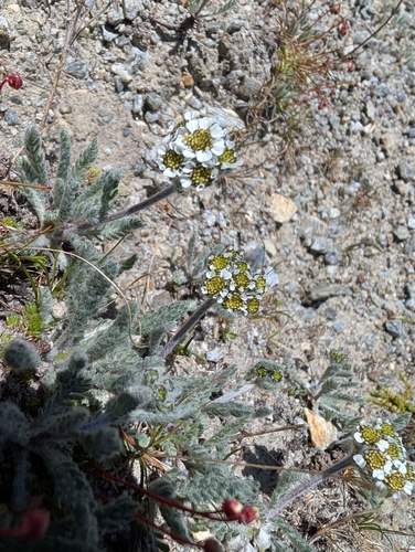 Dwarf Milfoil (Achillea nana)