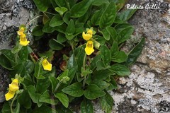 Calceolaria parviflora