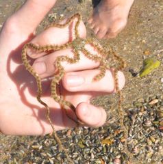 Macrophiothrix