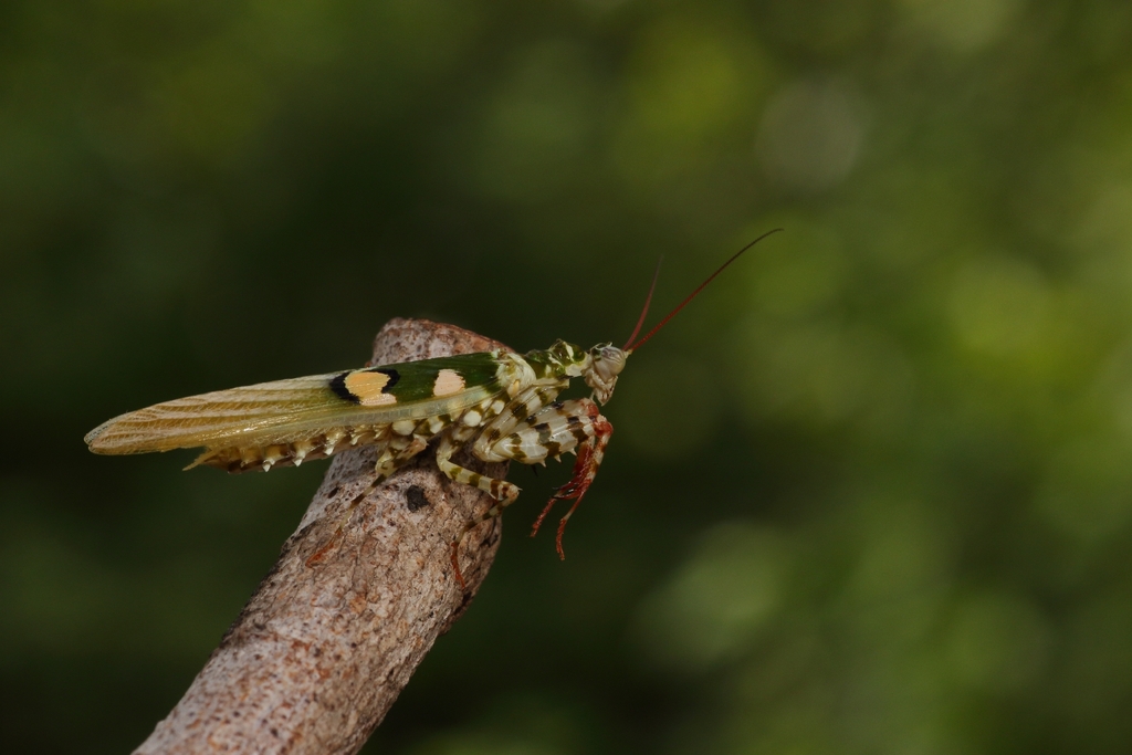 Chlidonoptera werneri