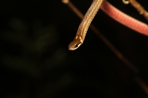 Slender Smooth Snake