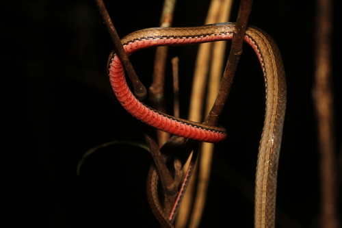 Slender Smooth Snake