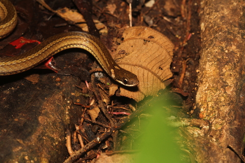 Slender Smooth Snake