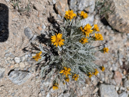 One-headed Groundsel (Jacobaea uniflora)