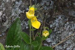 Calceolaria parviflora