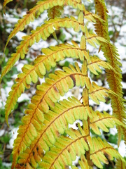Dryopteris filix-mas