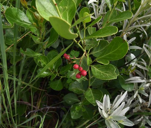 Gymnosporia markwardii image