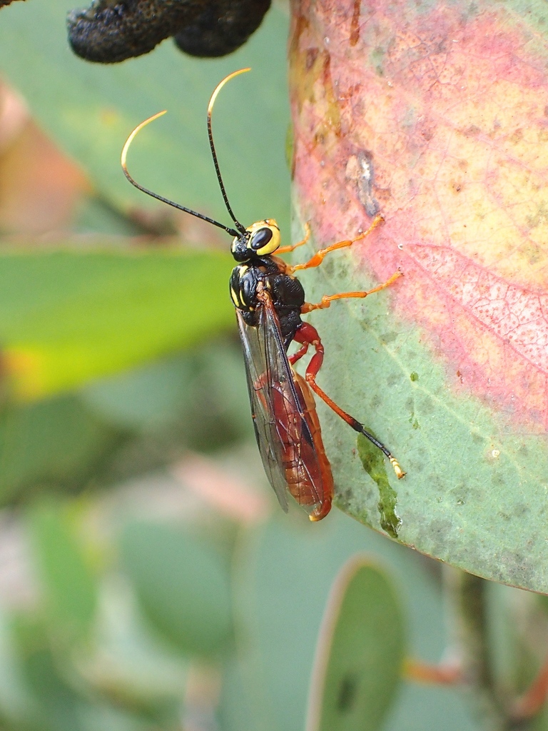 Ankylophon
