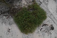 Image of Salicornia mossambicensis