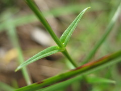 Stellaria angustifolia