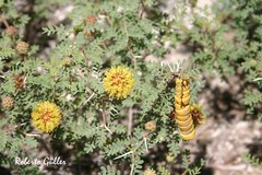Prosopis strombulifera